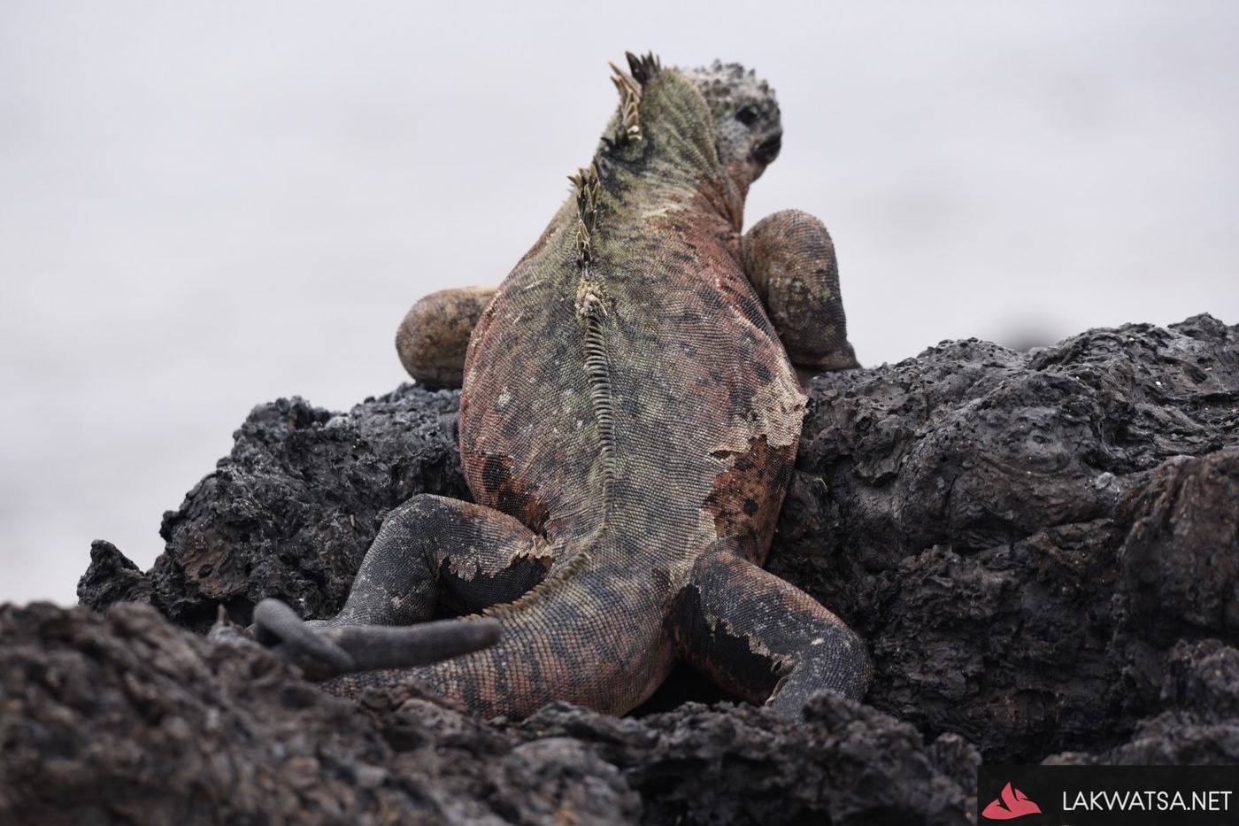 Marine iguana, isla santa Isabela, Galapagos Islands, Ecuador