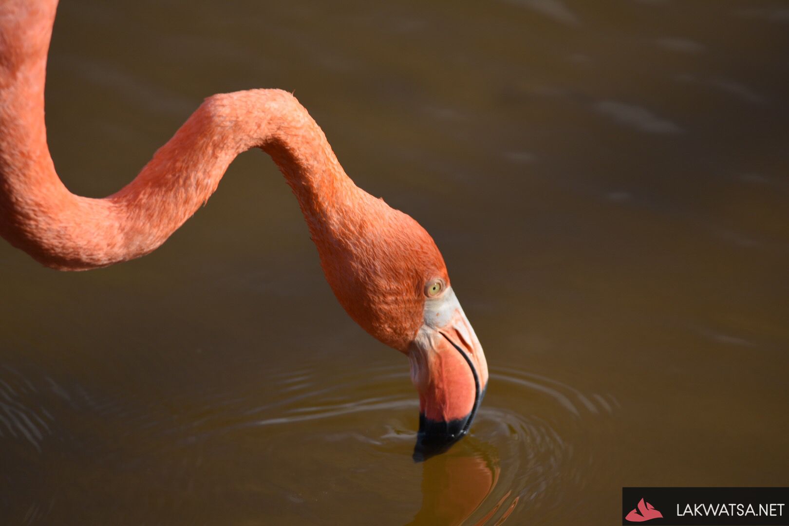 Flamingo in Isla Isabela, Ecuador