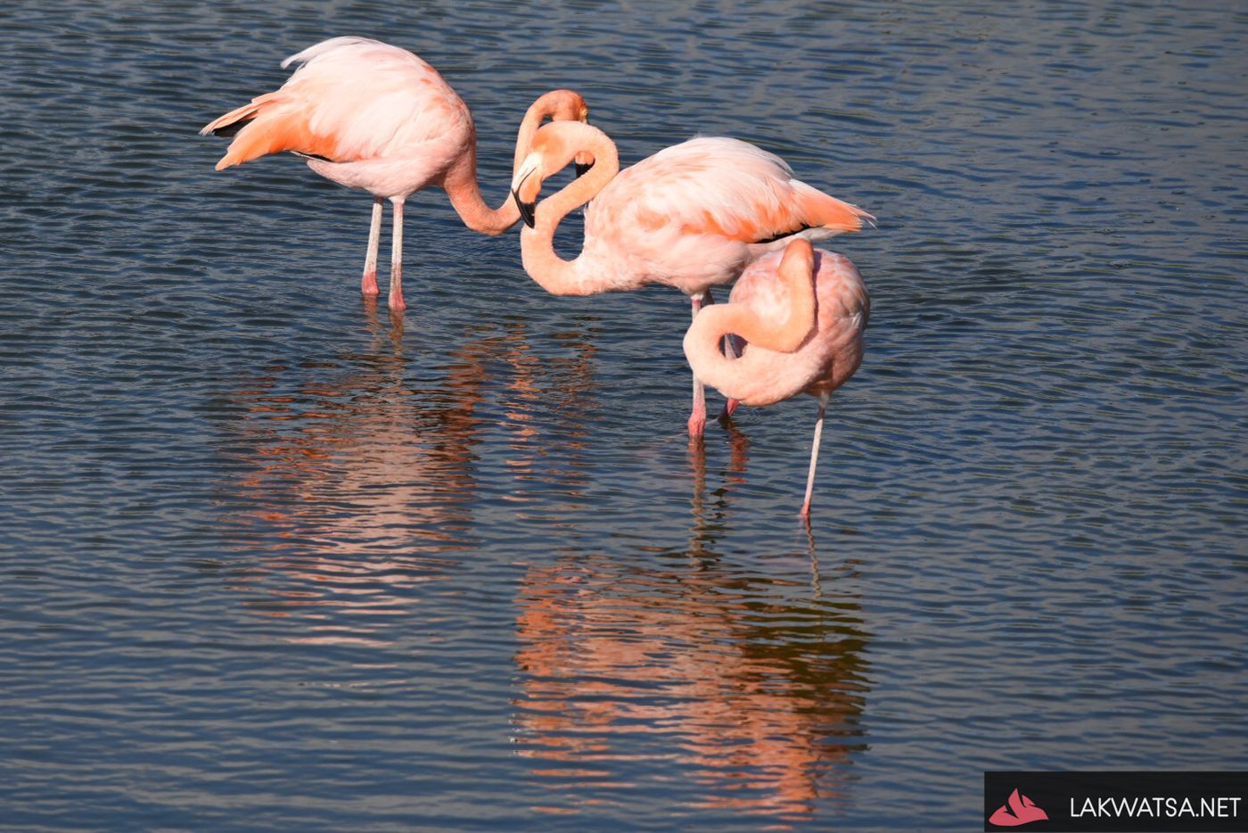 Galapagos flamingos