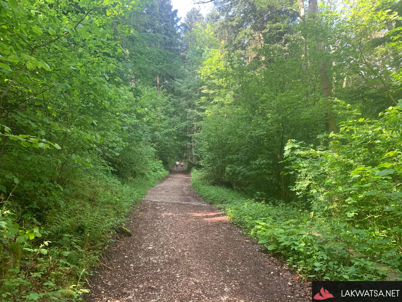 Forest path to Creux-du-Van