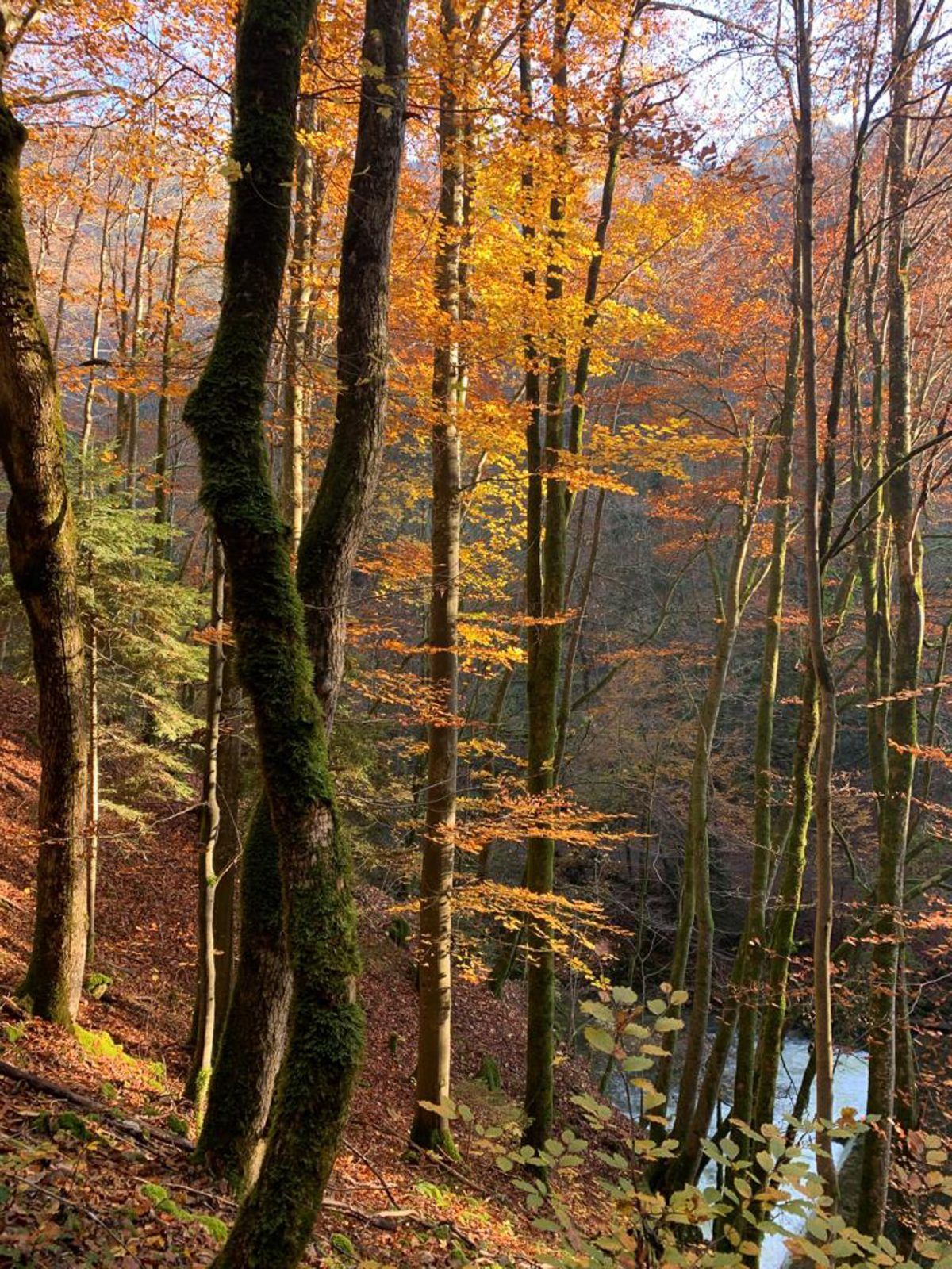 Autumn leaves - Noirague to Boudry Hike