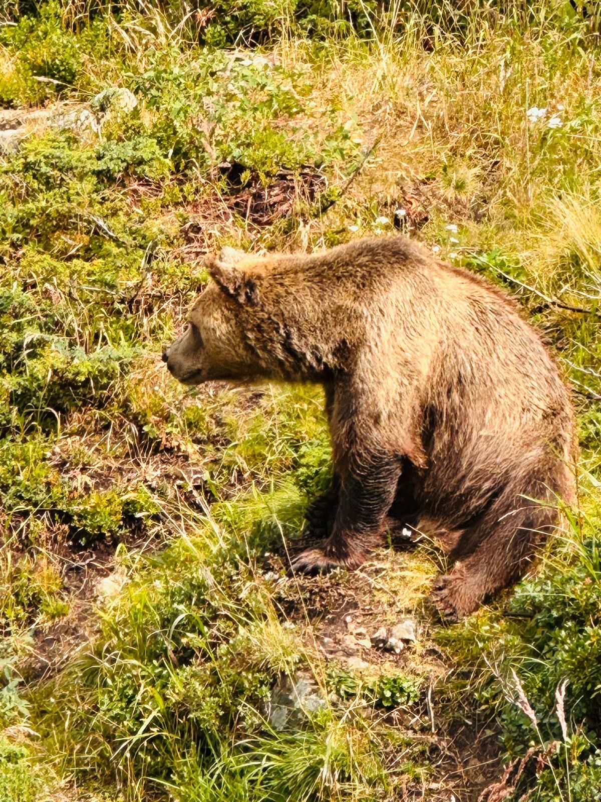A rescued brown bear on the grassy slope at the Arosa Bear Sanctuary