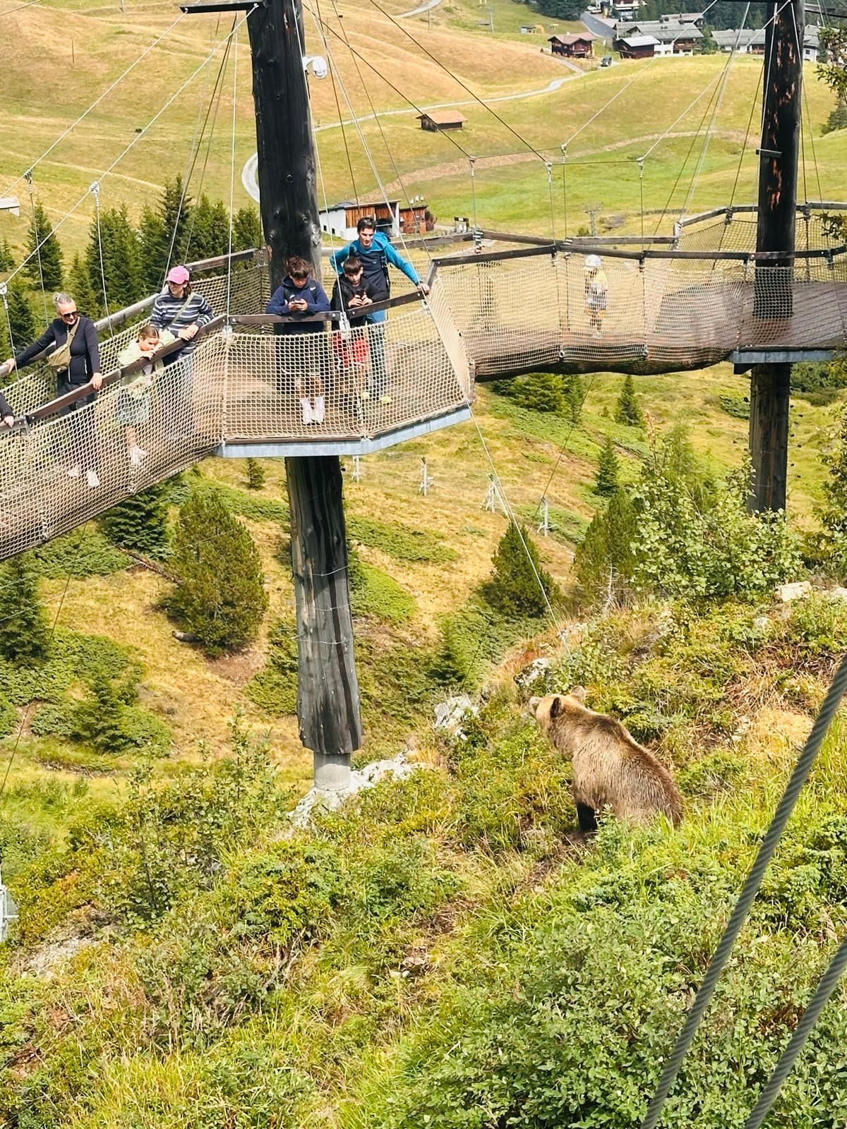 Visitors on the elevated walkway above the Arosa Bear Sanctuary, a brown bear on the slope below
