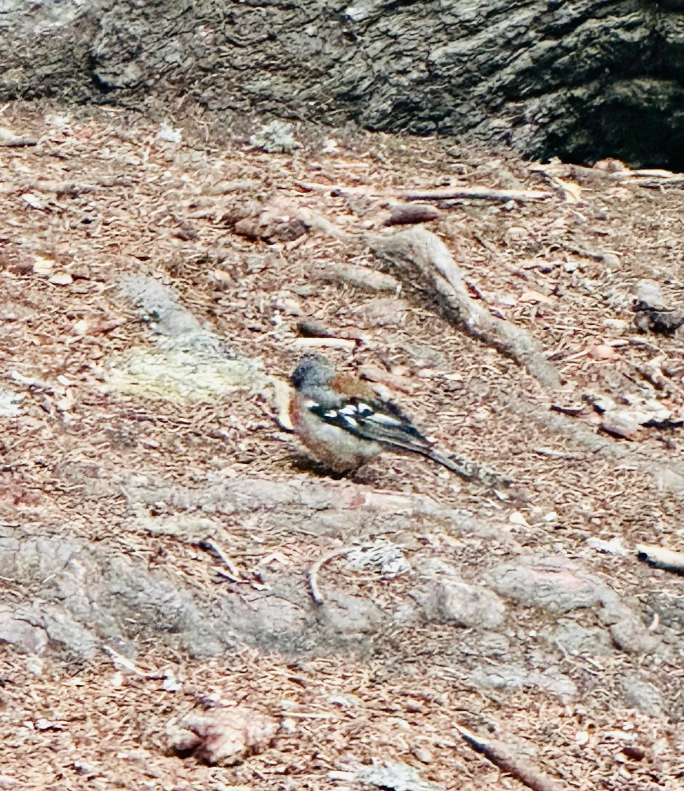 A plump chaffinch foraging for crumbs on the Arosa Squirrel Trail