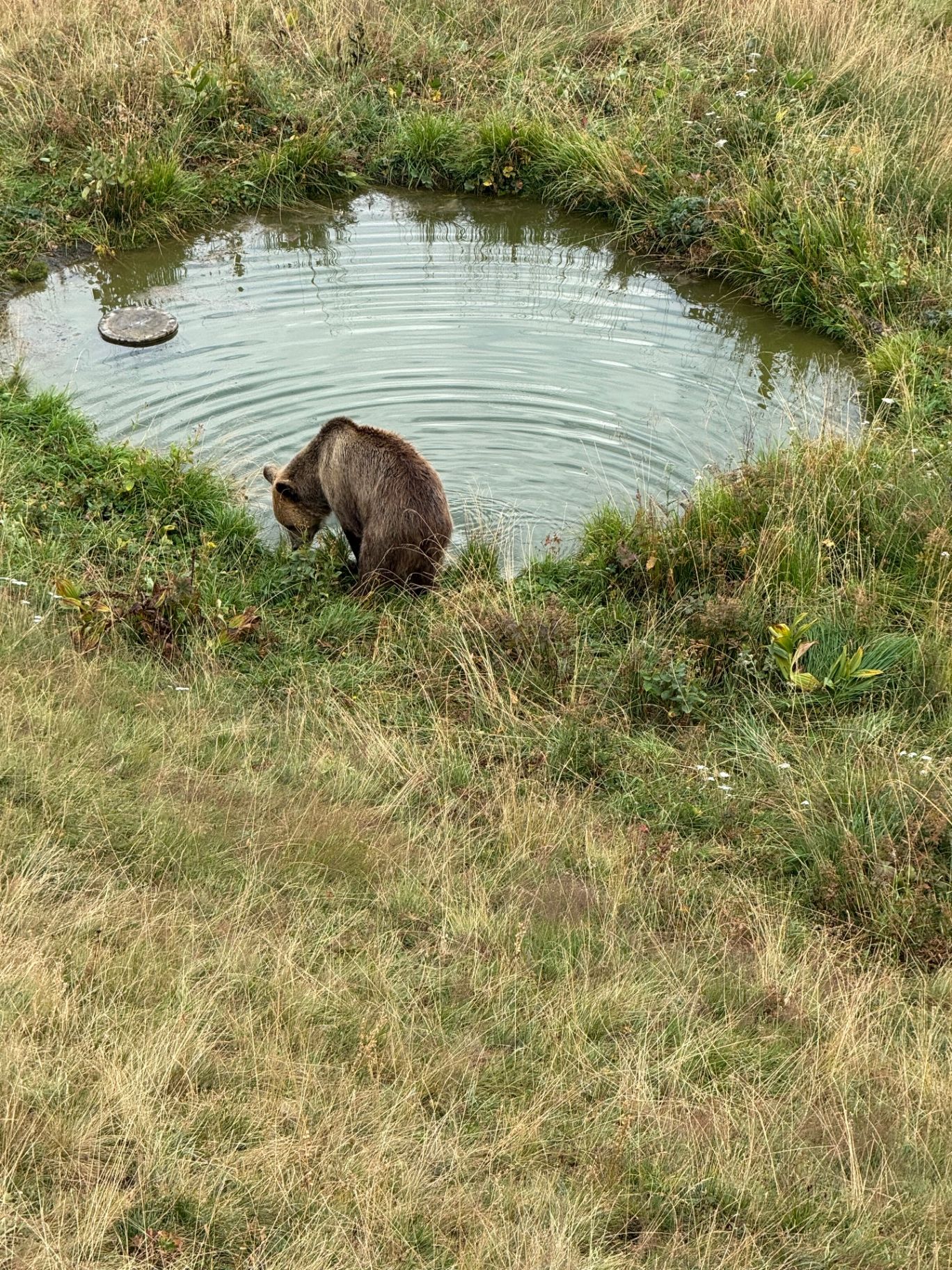 A brown bear at the pond in the Arosa Bear Sanctuary