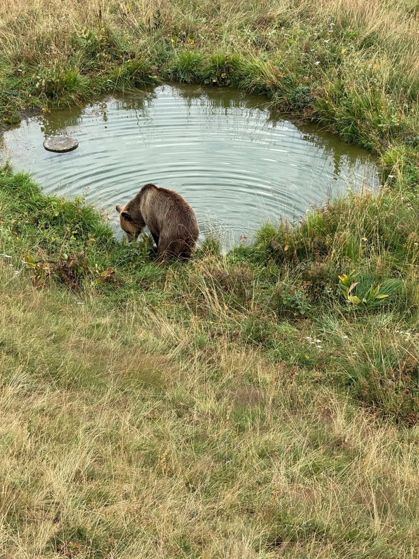 A brown bear at the pond in the Arosa Bear Sanctuary