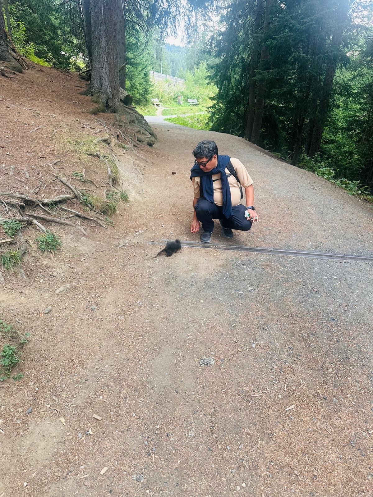 A dark red squirrel taking a nut a hand's width from a crouching visitor on the Arosa Squirrel Trail