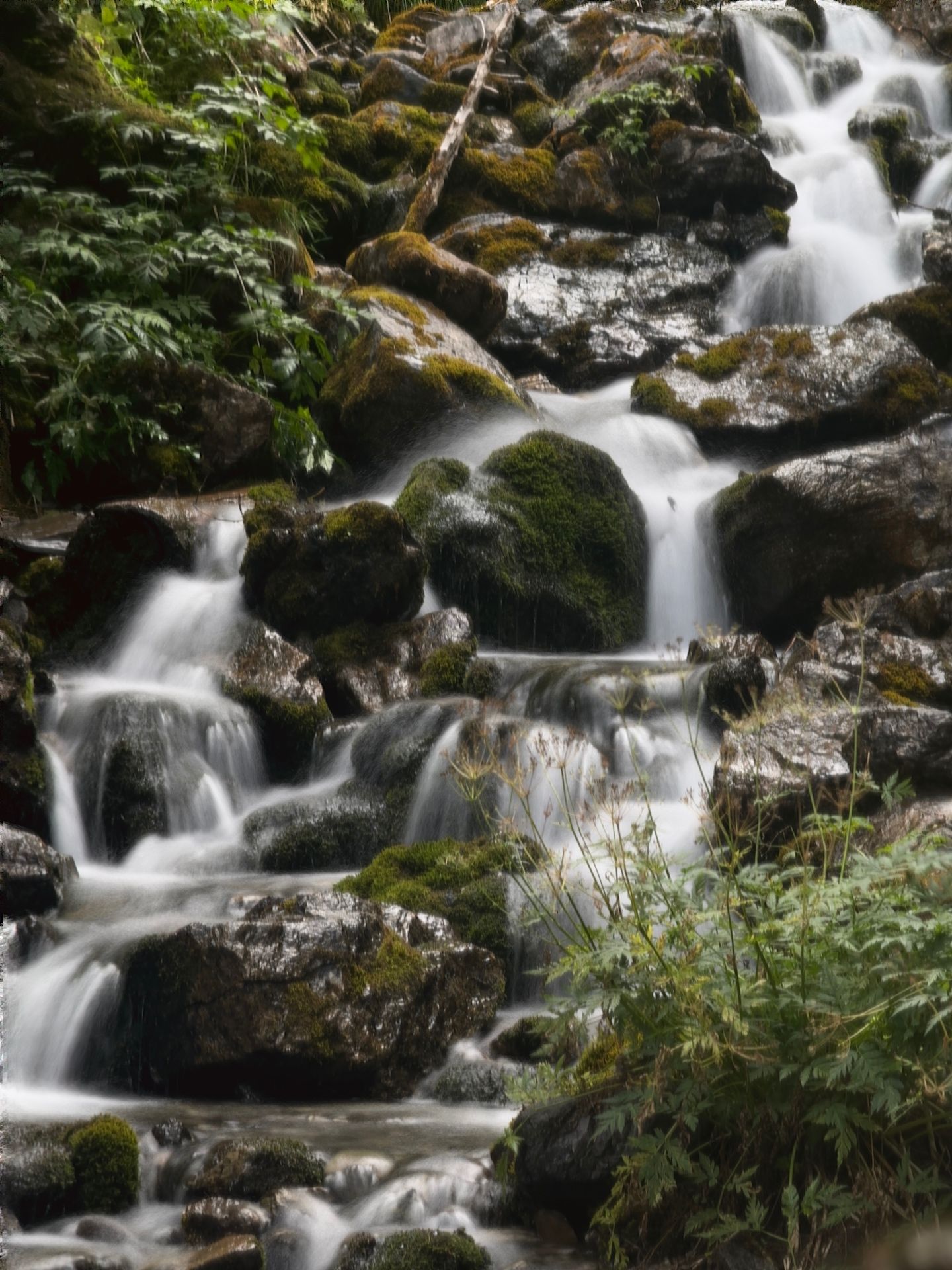 A mossy alpine cascade in the forest near Arosa
