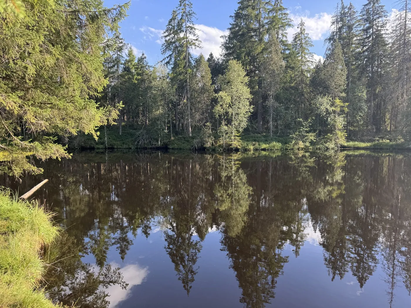 Spruce trees mirrored in the dark, still water of the pond