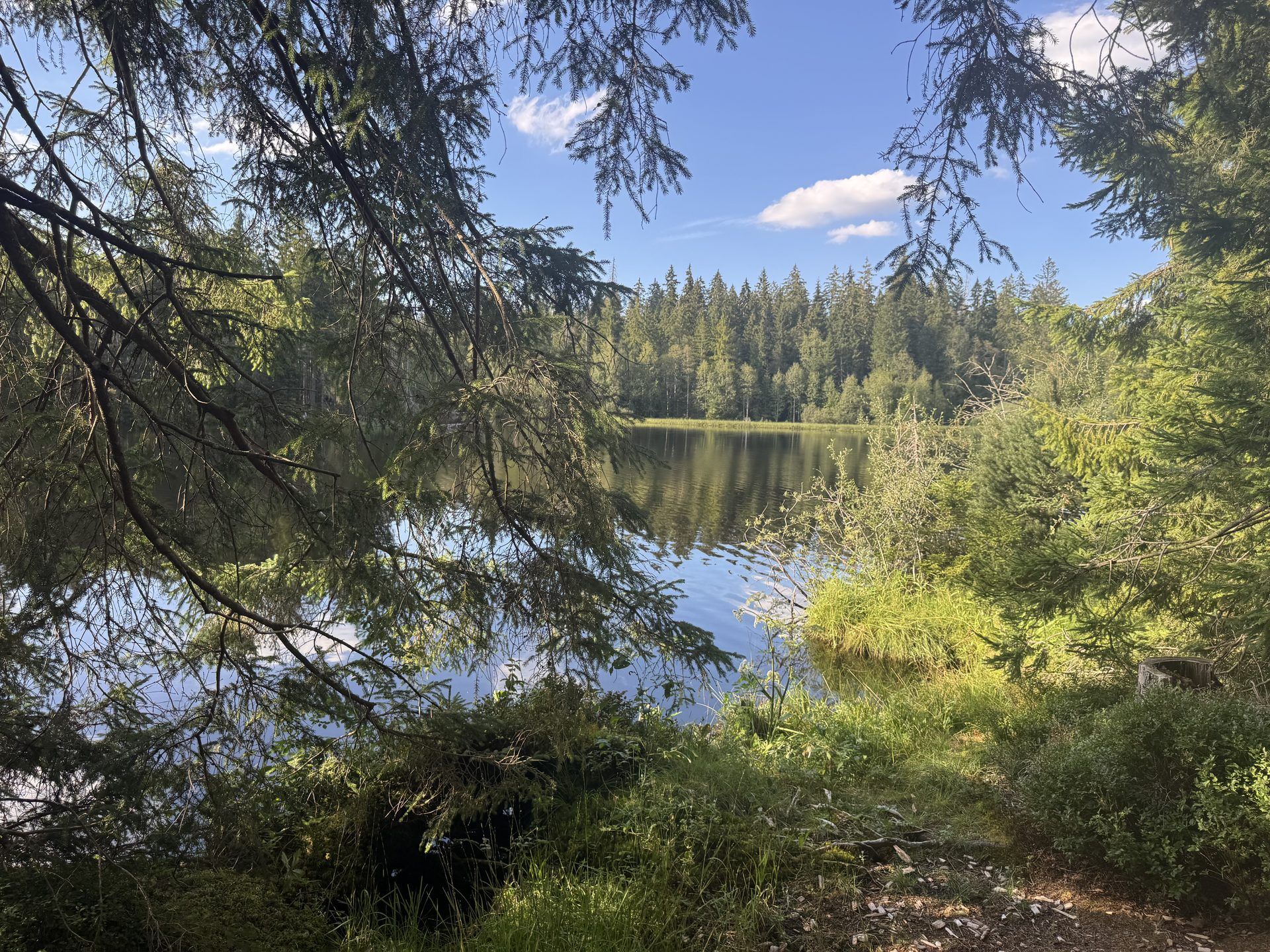 The pond seen through overhanging spruce branches from the shaded path