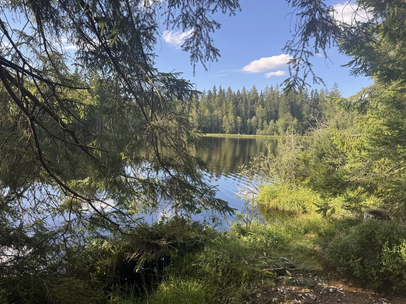 The pond seen through overhanging spruce branches from the shaded path